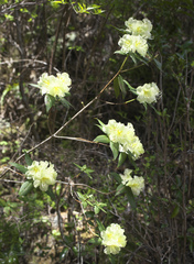 Rhododendron keiskei