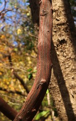 Ventilago denticulata