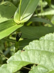 Ptyelus grossus