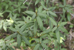 Rhododendron keiskei