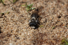 Andrena vaga