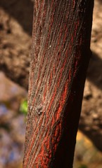 Ventilago denticulata