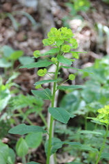 Euphorbia squamosa