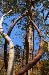 Ventilago denticulata