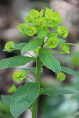 Euphorbia squamosa