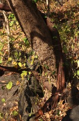 Ventilago denticulata