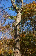 Ventilago denticulata