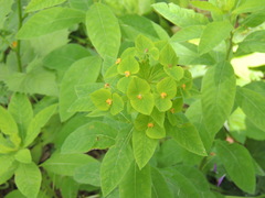 Euphorbia squamosa