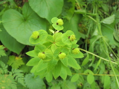 Euphorbia squamosa