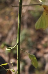 Ventilago denticulata