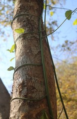 Ventilago denticulata