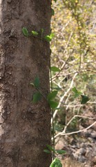 Ventilago denticulata