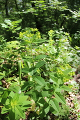 Euphorbia squamosa