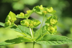Euphorbia squamosa