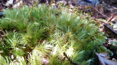 Dicranoloma dicarpum