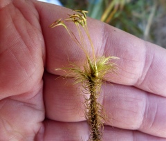 Dicranoloma dicarpum