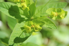 Euphorbia squamosa