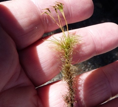 Dicranoloma dicarpum