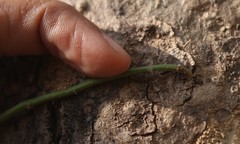 Ventilago denticulata