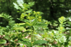 Euphorbia squamosa
