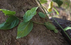 Ventilago denticulata