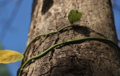Ventilago denticulata