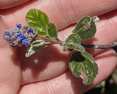 Ceanothus tomentosus tomentosus