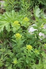 Euphorbia squamosa
