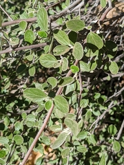 Ceanothus tomentosus tomentosus