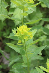 Euphorbia squamosa