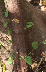 Ventilago denticulata