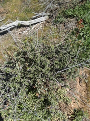 Ceanothus tomentosus tomentosus
