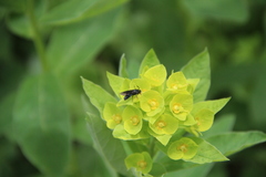 Euphorbia squamosa