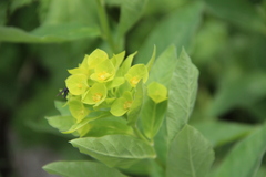 Euphorbia squamosa