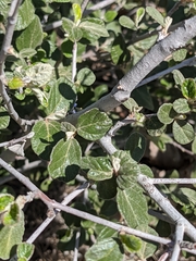 Ceanothus tomentosus tomentosus