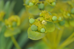 Euphorbia stepposa