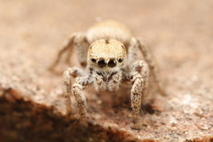 Habronattus arcalorus