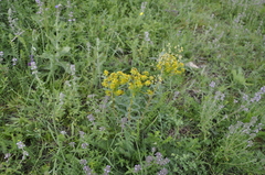 Euphorbia stepposa