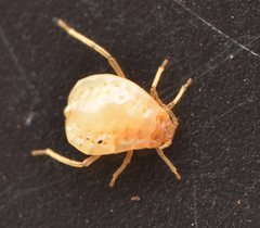 Paracletus cimiciformis