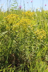 Euphorbia stepposa