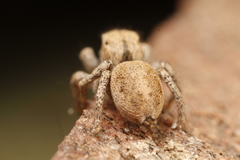 Habronattus arcalorus