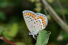 Plebejus melissa melissa