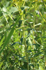 Euphorbia stepposa