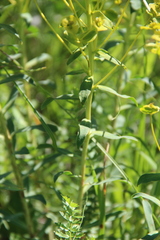Euphorbia stepposa