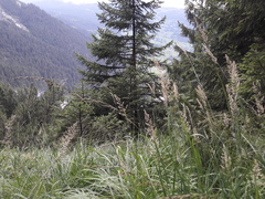Calamagrostis varia