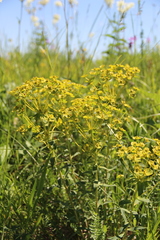 Euphorbia stepposa