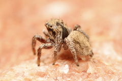 Habronattus arcalorus