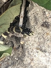 Lampropeltis californiae