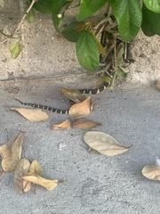 Lampropeltis californiae