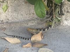 Lampropeltis californiae